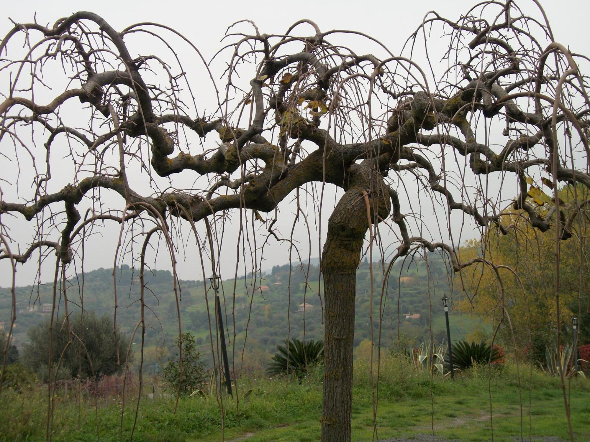 Le Poiane B&B Vacanze San Piero Patti Exteriör bild